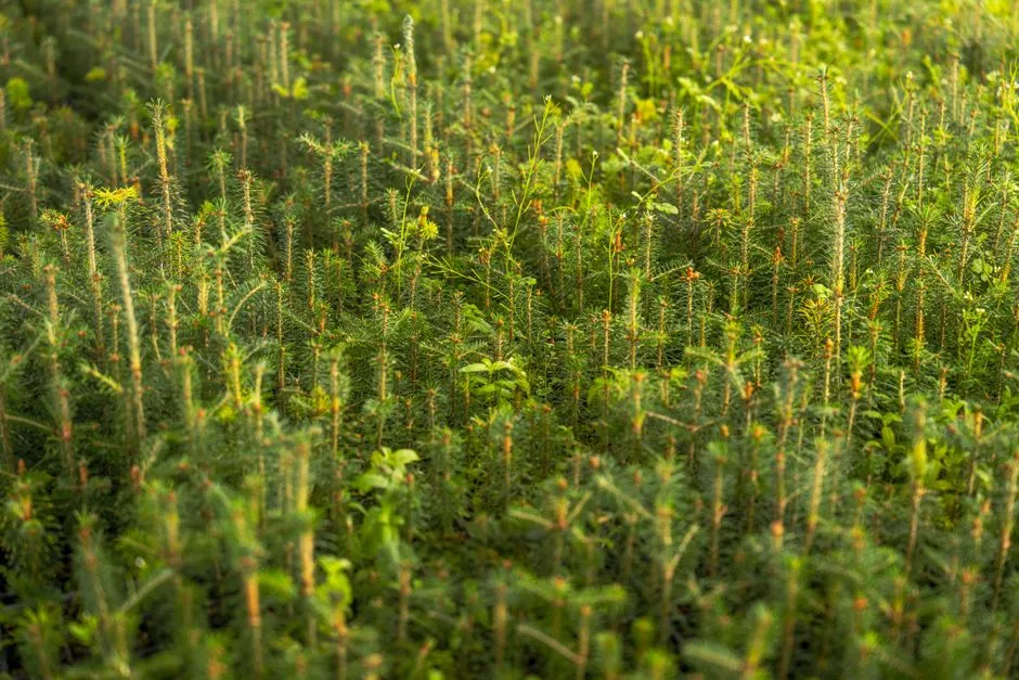 How to Plant Mast Trees for Wildlife Habitat