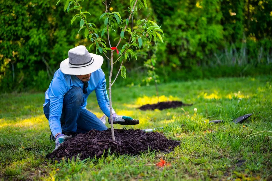 Best Mast Trees for Deer: Choose Before You Buy