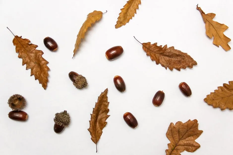 Oak, Hickory, and Beech Mast: A Field Comparison